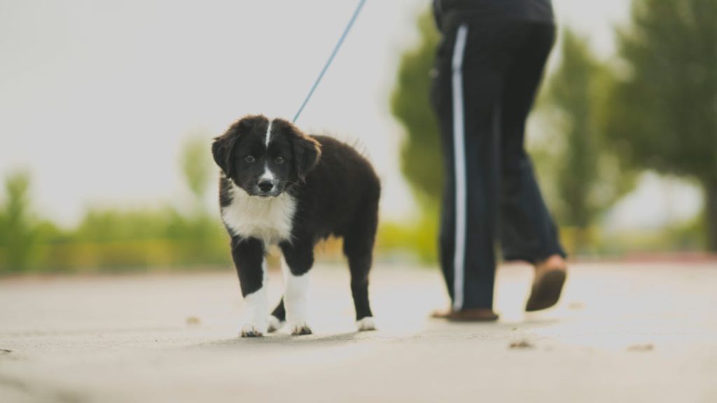 Adorable Border Collie puppy being walked outdoors on a leash in daylight.